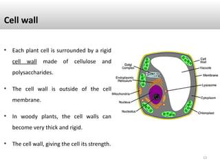 Cell wall
• Each plant cell is surrounded by a rigid
cell wall made of cellulose and
polysaccharides.
• The cell wall is outside of the cell
membrane.
• In woody plants, the cell walls can
become very thick and rigid.
• The cell wall, giving the cell its strength.
13
 