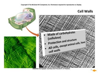 Cell Walls
14
 
