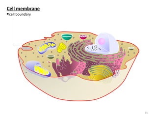 Cell membrane
cell boundary
15
 