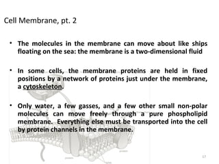 Cell Membrane, pt. 2
• The molecules in the membrane can move about like ships
floating on the sea: the membrane is a two-dimensional fluid
• In some cells, the membrane proteins are held in fixed
positions by a network of proteins just under the membrane,
a cytoskeleton.
• Only water, a few gasses, and a few other small non-polar
molecules can move freely through a pure phospholipid
membrane. Everything else must be transported into the cell
by protein channels in the membrane.
17
 