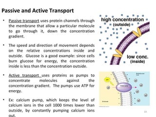 Passive and Active Transport
• Passive transport uses protein channels through
the membrane that allow a particular molecule
to go through it, down the concentration
gradient.
• The speed and direction of movement depends
on the relative concentrations inside and
outside. Glucose is a good example: since cells
burn glucose for energy, the concentration
inside is less than the concentration outside.
• Active transport uses proteins as pumps to
concentrate molecules against the
concentration gradient. The pumps use ATP for
energy.
• Ex: calcium pump, which keeps the level of
calcium ions in the cell 1000 times lower than
outside, by constantly pumping calcium ions
out.
19
 