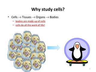 Why study cells?
• Cells → Tissues → Organs → Bodies
– bodies are made up of cells
– cells do all the work of life!
2
 