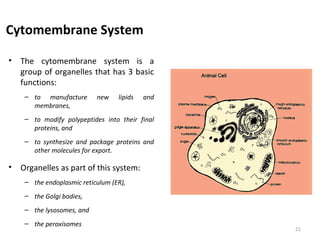 Cytomembrane System
• The cytomembrane system is a
group of organelles that has 3 basic
functions:
– to manufacture new lipids and
membranes,
– to modify polypeptides into their final
proteins, and
– to synthesize and package proteins and
other molecules for export.
• Organelles as part of this system:
– the endoplasmic reticulum (ER),
– the Golgi bodies,
– the lysosomes, and
– the peroxisomes
21
 