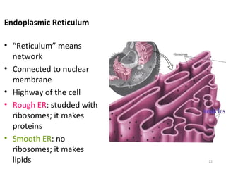 Endoplasmic Reticulum
• “Reticulum” means
network
• Connected to nuclear
membrane
• Highway of the cell
• Rough ER: studded with
ribosomes; it makes
proteins
• Smooth ER: no
ribosomes; it makes
lipids 22
 