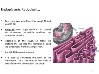 Endoplasmic Reticulum…
• Two types, connected together: rough ER and
smooth ER
• Rough ER looks rough because it is studded
with ribosomes, the cellular machines that
synthesize proteins.
• Ribosomes on the rough ER make the
proteins that go into the membrane, using
the instructions from messenger RNA.
• Smooth ER has no ribosomes.
• It is used to synthesize the lipids of the
membrane. It is also used in liver cells to
detoxify harmful chemicals in the blood.
23
 