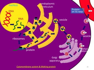 DNA
RNA
ribosomes
endoplasmic
reticulum
vesicle
Golgi
apparatus
vesicle
Protein
on its way!
protein finished
protein
TO:
TO:
TO:
TO:
nucleus
25Cytomembrane system & Making protein
 