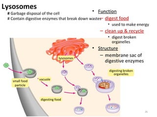 small food
particle
vacuole
digesting food
lysosomes
digesting broken
organelles
Lysosomes
# Garbage disposal of the cell
# Contain digestive enzymes that break down wastes
• Function
– digest food
• used to make energy
– clean up & recycle
• digest broken
organelles
• Structure
– membrane sac of
digestive enzymes
26
 
