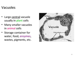 Vacuoles
• Large central vacuole
usually in plant cells
• Many smaller vacuoles
in animal cells
• Storage container for
water, food, enzymes,
wastes, pigments, etc.
28
 