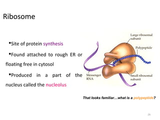 Ribosome
That looks familiar…what is a polypeptide?
29
Site of protein synthesis
Found attached to rough ER or
floating free in cytosol
Produced in a part of the
nucleus called the nucleolus
 