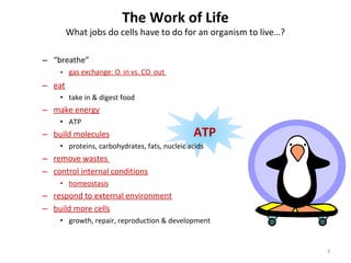 ATP
– “breathe”
• gas exchange: O2 in vs. CO2 out
– eat
• take in & digest food
– make energy
• ATP
– build molecules
• proteins, carbohydrates, fats, nucleic acids
– remove wastes
– control internal conditions
• homeostasis
– respond to external environment
– build more cells
• growth, repair, reproduction & development
The Work of Life
What jobs do cells have to do for an organism to live…?
3
 