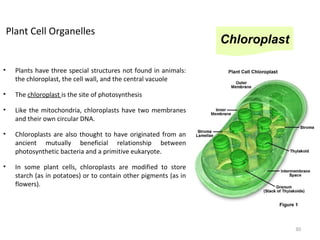 Plant Cell Organelles
• Plants have three special structures not found in animals:
the chloroplast, the cell wall, and the central vacuole
• The chloroplast is the site of photosynthesis
• Like the mitochondria, chloroplasts have two membranes
and their own circular DNA.
• Chloroplasts are also thought to have originated from an
ancient mutually beneficial relationship between
photosynthetic bacteria and a primitive eukaryote.
• In some plant cells, chloroplasts are modified to store
starch (as in potatoes) or to contain other pigments (as in
flowers).
Chloroplast
30
 