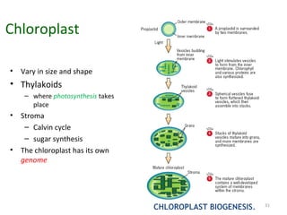 Chloroplast
• Vary in size and shape
• Thylakoids
– where photosynthesis takes
place
• Stroma
– Calvin cycle
– sugar synthesis
• The chloroplast has its own
genome
CHLOROPLAST BIOGENESIS. 31
 