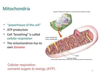Mitochondria
• “powerhouse of the cell”
• ATP production
• Cell “breathing” is called
cellular respiration
• The mitochondrion has its
own Genome
Cellular respiration:
converts sugars to energy (ATP) 33
 