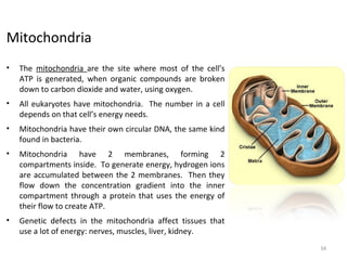 Mitochondria
• The mitochondria are the site where most of the cell’s
ATP is generated, when organic compounds are broken
down to carbon dioxide and water, using oxygen.
• All eukaryotes have mitochondria. The number in a cell
depends on that cell’s energy needs.
• Mitochondria have their own circular DNA, the same kind
found in bacteria.
• Mitochondria have 2 membranes, forming 2
compartments inside. To generate energy, hydrogen ions
are accumulated between the 2 membranes. Then they
flow down the concentration gradient into the inner
compartment through a protein that uses the energy of
their flow to create ATP.
• Genetic defects in the mitochondria affect tissues that
use a lot of energy: nerves, muscles, liver, kidney.
34
 