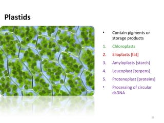 Plastids
• Contain pigments or
storage products
1. Chloroplasts
2. Elioplasts [fat]
3. Amyloplasts [starch]
4. Leucoplast [terpens]
5. Protenoplast [proteins]
• Processing of circular
dsDNA
35
 