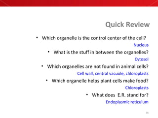 Quick Review
• Which organelle is the control center of the cell?
Nucleus
• What is the stuff in between the organelles?
Cytosol
• Which organelles are not found in animal cells?
Cell wall, central vacuole, chloroplasts
• Which organelle helps plant cells make food?
Chloroplasts
• What does E.R. stand for?
Endoplasmic reticulum
36
 