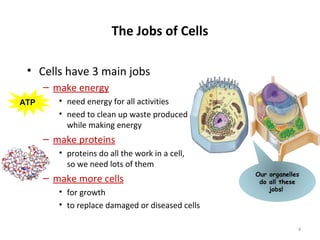 • Cells have 3 main jobs
– make energy
• need energy for all activities
• need to clean up waste produced
while making energy
– make proteins
• proteins do all the work in a cell,
so we need lots of them
– make more cells
• for growth
• to replace damaged or diseased cells
The Jobs of Cells
Our organelles
do all these
jobs!
ATP
4
 