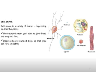 CELL SHAPE
Cells come in a variety of shapes – depending
on their function:-
The neurones from your toes to your head
are long and thin;
Blood cells are rounded disks, so that they
can flow smoothly
7
 