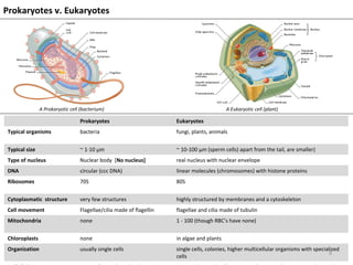 Prokaryotes v. Eukaryotes
A Prokaryotic cell (bacterium) A Eukaryotic cell (plant)
Prokaryotes Eukaryotes
Typical organisms bacteria fungi, plants, animals
Typical size ~ 1-10 µm ~ 10-100 µm (sperm cells) apart from the tail, are smaller)
Type of nucleus Nuclear body [No nucleus] real nucleus with nuclear envelope
DNA circular (ccc DNA) linear molecules (chromosomes) with histone proteins
Ribosomes 70S 80S
Cytoplasmatic structure very few structures highly structured by membranes and a cytoskeleton
Cell movement Flagellae/cilia made of flagellin flagellae and cilia made of tubulin
Mitochondria none 1 - 100 (though RBC’s have none)
Chloroplasts none in algae and plants
Organization usually single cells single cells, colonies, higher multicellular organisms with specialized
cells
9
 