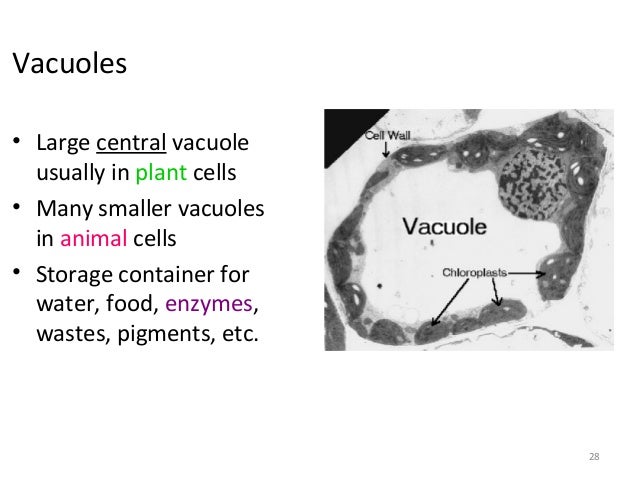 Introduction to the cell