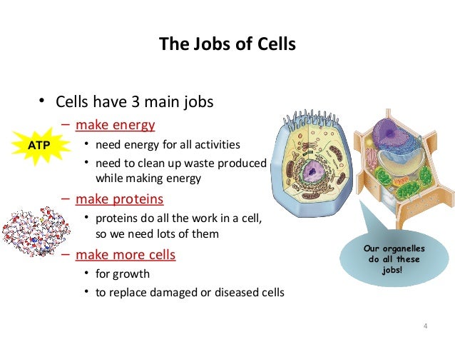 What part of the cell makes proteins?