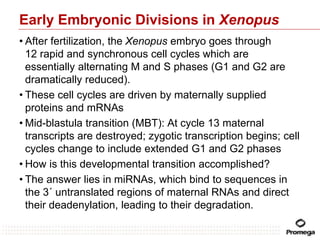 Synchronous Cell Divisions Introduction to the cell cycle | PPTX