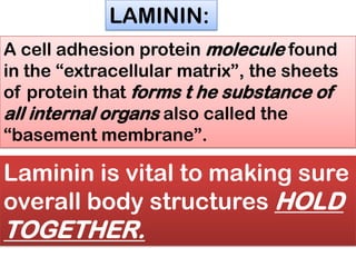 LAMININ:
A cell adhesion protein molecule found
in the ―extracellular matrix‖, the sheets
of protein that forms t he substance of
all internal organs also called the
―basement membrane‖.
Laminin is vital to making sure
overall body structures HOLD
TOGETHER.
 