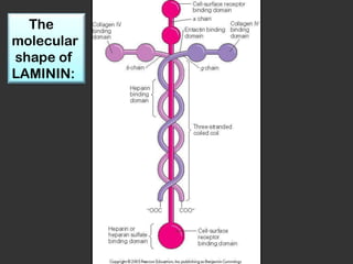 The
molecular
shape of
LAMININ:
 