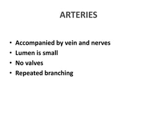 ARTERIES
• Accompanied by vein and nerves
• Lumen is small
• No valves
• Repeated branching
 