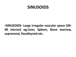 SINUSOIDS
•SINUSOIDS- Large irregular vascular space (30-
40 micron) eg.Liver, Spleen, Bone marrow,
suprarenal, Parathyroid etc.
 