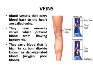 VEINS
• Blood vessels that carry
blood back to the heart
are called veins.
• They have one-way
valves which prevent
blood from flowing
backwards.
• They carry blood that is
high in carbon dioxide
known as deoxygenated
blood (oxygen poor
blood).
 