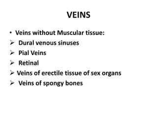 VEINS
• Veins without Muscular tissue:
 Dural venous sinuses
 Pial Veins
 Retinal
 Veins of erectile tissue of sex organs
 Veins of spongy bones
 