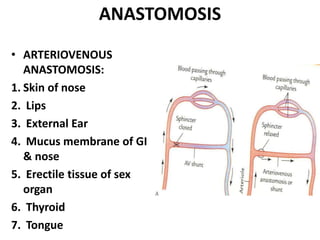 ANASTOMOSIS
• ARTERIOVENOUS
ANASTOMOSIS:
1. Skin of nose
2. Lips
3. External Ear
4. Mucus membrane of GI
& nose
5. Erectile tissue of sex
organ
6. Thyroid
7. Tongue
 