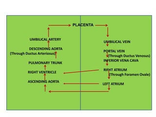 UMBILICAL ARTERY
DESCENDING AORTA
(Through Ductus Arteriosus)
PULMONARY TRUNK
RIGHT VENTRICLE
ASCENDING AORTA
UMBILICAL VEIN
PORTAL VEIN
(Through Ductus Venosus)
INFERIOR VENA CAVA
RIFHT ATRIUM
(Through Foramen Ovale)
LEFT ATRIUM
PLACENTA
 