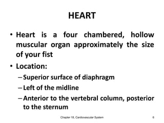 HEART
• Heart is a four chambered, hollow
muscular organ approximately the size
of your fist
• Location:
–Superior surface of diaphragm
–Left of the midline
–Anterior to the vertebral column, posterior
to the sternum
Chapter 18, Cardiovascular System 6
 