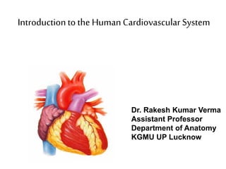 Introductionto the Human Cardiovascular System
Dr. Rakesh Kumar Verma
Assistant Professor
Department of Anatomy
KGMU UP Lucknow
 