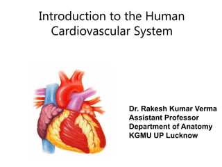 Introduction to the Human
Cardiovascular System
Dr. Rakesh Kumar Verma
Assistant Professor
Department of Anatomy
KGMU UP Lucknow
 