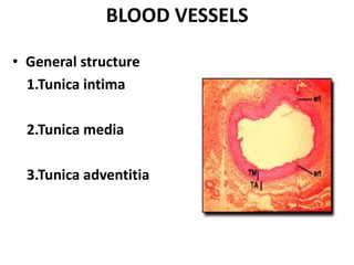 BLOOD VESSELS
• General structure
1.Tunica intima
2.Tunica media
3.Tunica adventitia
 