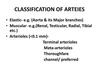 CLASSIFICATION OF ARTEIES
• Elastic- e.g. (Aorta & its Major branches)
• Muscular -e.g.(Renal, Testicular, Radial, Tibial
etc.)
• Arterioles (<0.1 mm)-
Terminal arterioles
Meta-arterioles
Thoroughfare
channel/ preferred
 