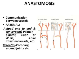 ANASTOMOSIS
• Communication
between vessels
• ARTERIAL:
Actual( end to end &
convergent)-Palmar,
plantar, Circle of
Willis, Labial
Intestinal arcade, etc.
Potential-Coronary,
around joints etc.
 