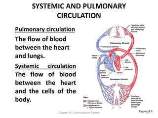 SYSTEMIC AND PULMONARY
CIRCULATION
Pulmonary circulation
The flow of blood
between the heart
and lungs.
Systemic circulation
The flow of blood
between the heart
and the cells of the
body.
Chapter 18, Cardiovascular System 29
Figure 18.5
 