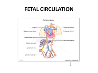 FETAL CIRCULATION
 