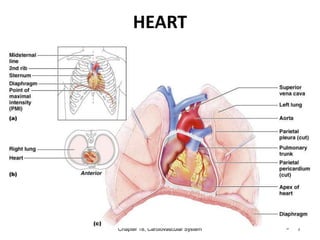HEART
Chapter 18, Cardiovascular System 7
Figure 18.1
 
