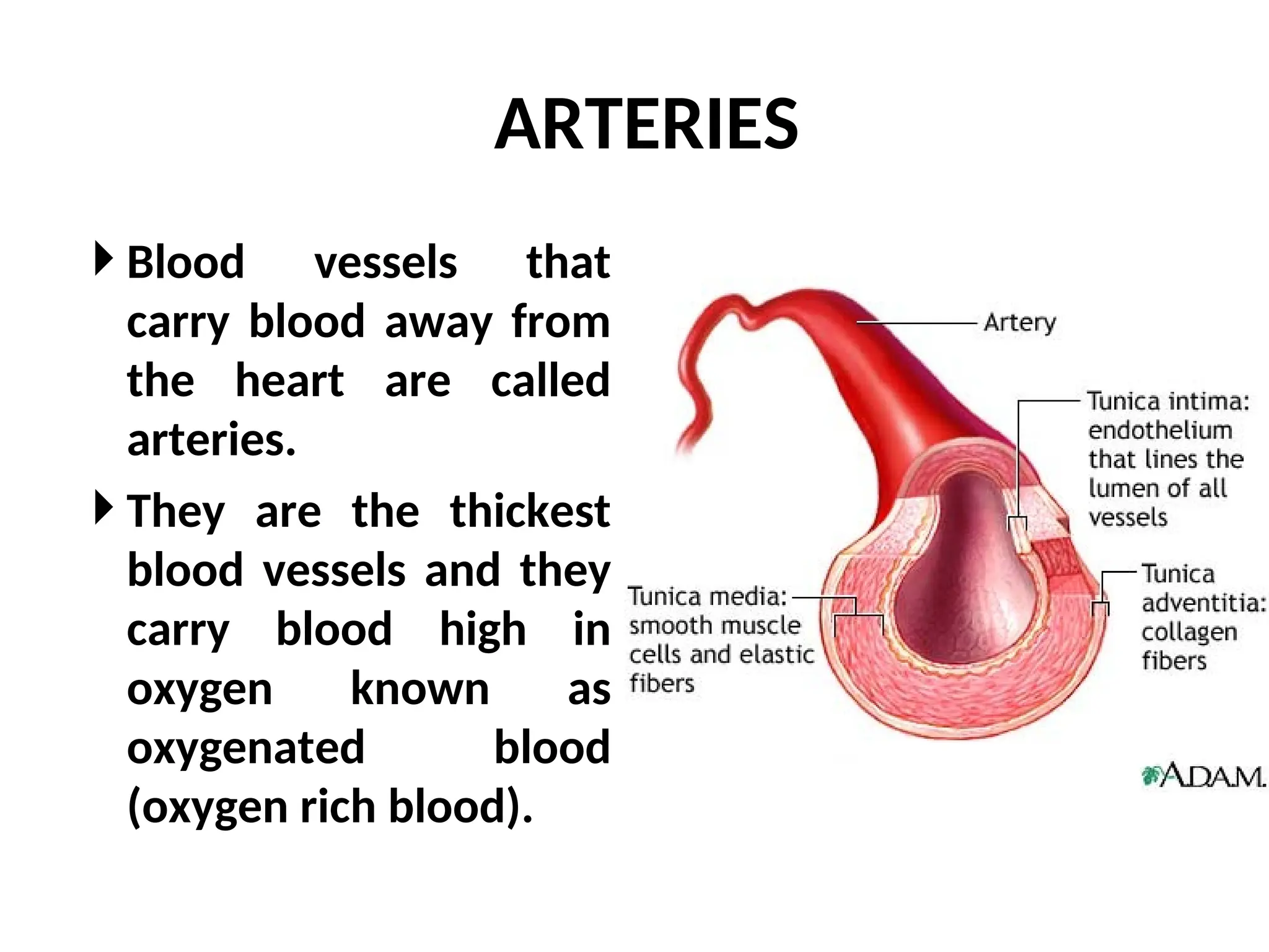 ARTERIES
 Blood vessels that
carry blood away from
the heart are called
arteries.
 They are the thickest
blood vessels and they
carry blood high in
oxygen known as
oxygenated blood
(oxygen rich blood).
 
