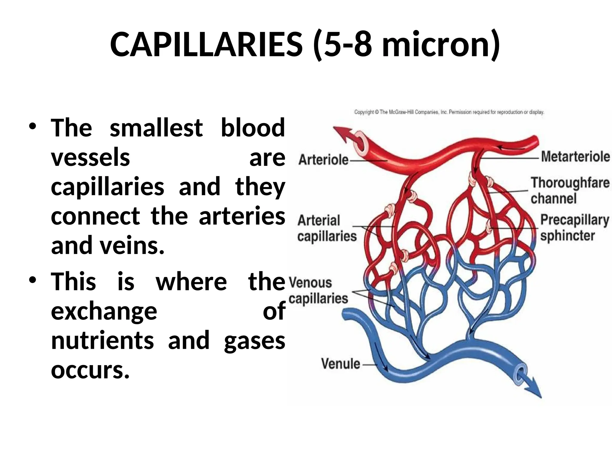 CAPILLARIES (5-8 micron)
• The smallest blood
vessels are
capillaries and they
connect the arteries
and veins.
• This is where the
exchange of
nutrients and gases
occurs.
 