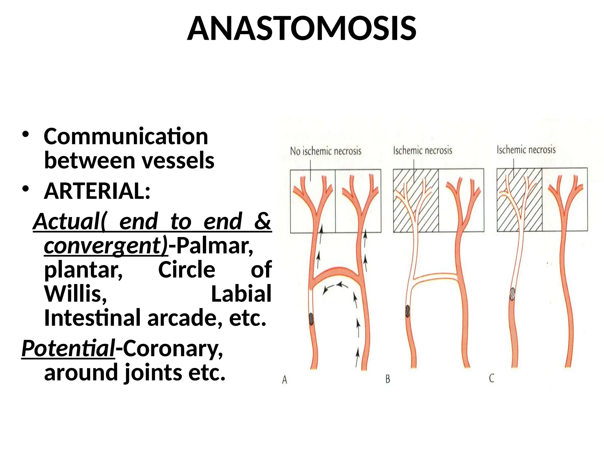 ANASTOMOSIS
• Communication
between vessels
• ARTERIAL:
Actual( end to end &
convergent)-Palmar,
plantar, Circle of
Willis, Labial
Intestinal arcade, etc.
Potential-Coronary,
around joints etc.
 