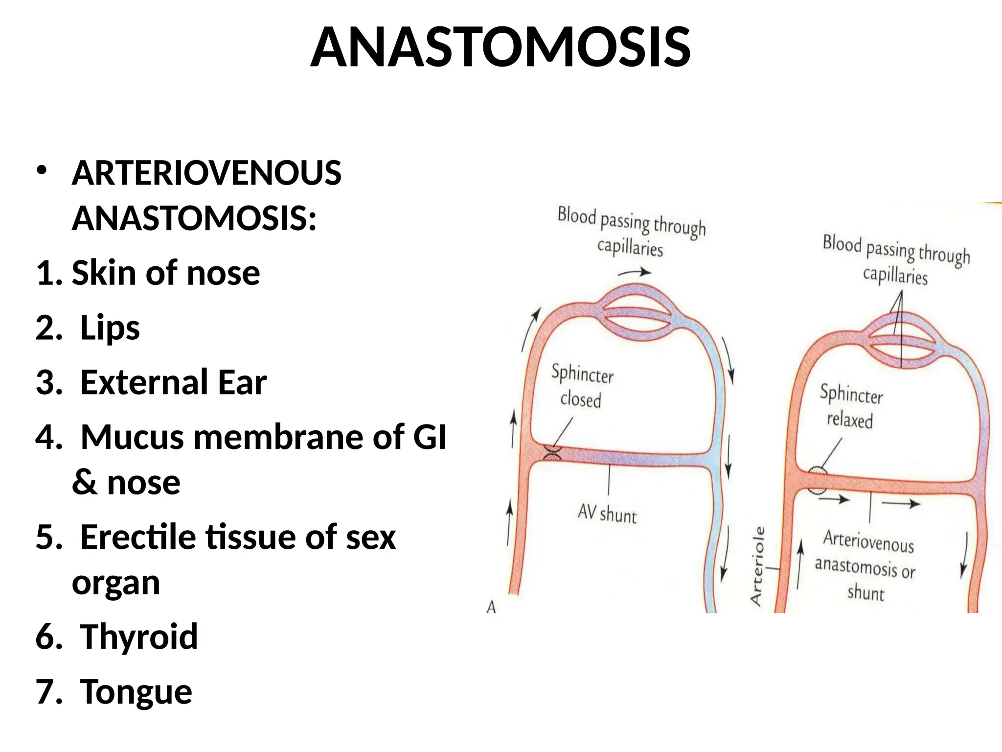 ANASTOMOSIS
• ARTERIOVENOUS
ANASTOMOSIS:
1. Skin of nose
2. Lips
3. External Ear
4. Mucus membrane of GI
& nose
5. Erectile tissue of sex
organ
6. Thyroid
7. Tongue
 