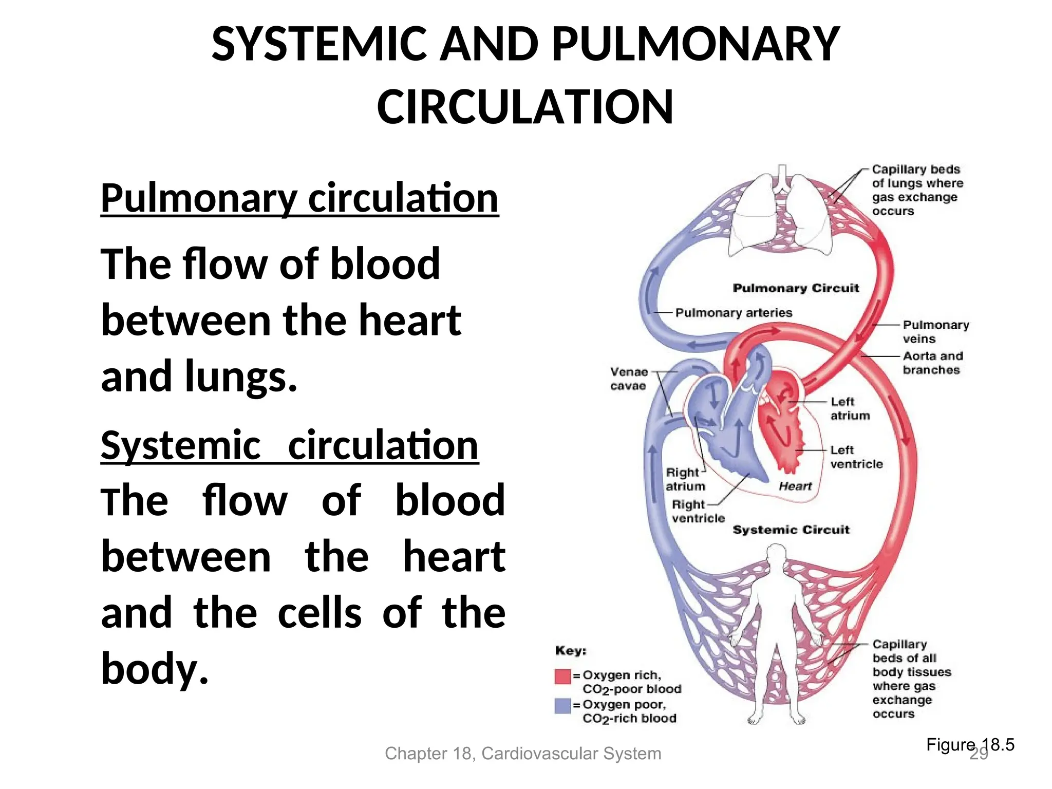 SYSTEMIC AND PULMONARY
CIRCULATION
Pulmonary circulation
The flow of blood
between the heart
and lungs.
Systemic circulation
The flow of blood
between the heart
and the cells of the
body.
Chapter 18, Cardiovascular System 29
Figure 18.5
 