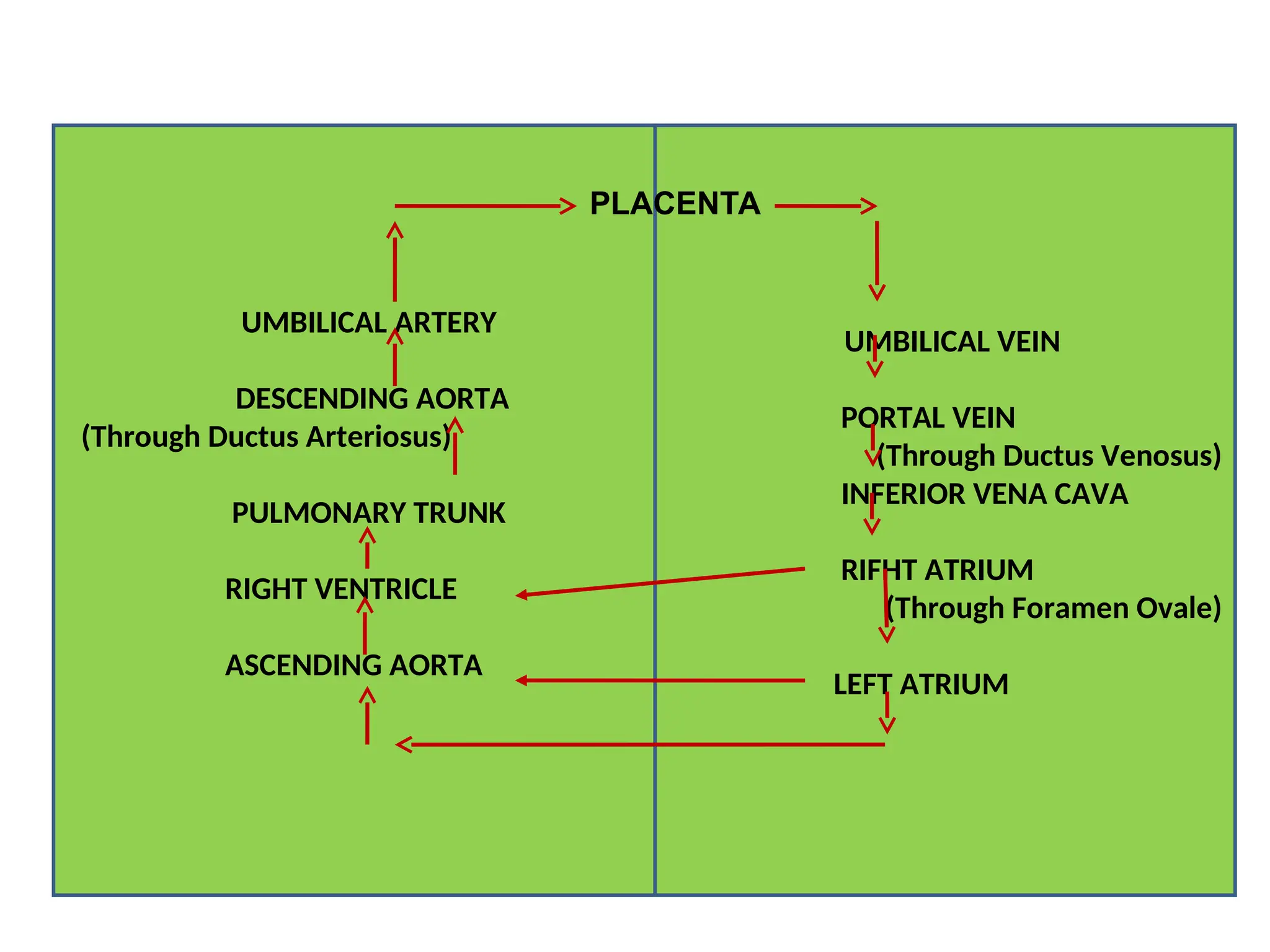 UMBILICAL ARTERY
DESCENDING AORTA
(Through Ductus Arteriosus)
PULMONARY TRUNK
RIGHT VENTRICLE
ASCENDING AORTA
UMBILICAL VEIN
PORTAL VEIN
(Through Ductus Venosus)
INFERIOR VENA CAVA
RIFHT ATRIUM
(Through Foramen Ovale)
LEFT ATRIUM
PLACENTA
 