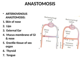 ANASTOMOSIS
• ARTERIOVENOUS
ANASTOMOSIS:
1. Skin of nose
2. Lips
3. External Ear
4. Mucus membrane of GI
& nose
5. Erectile tissue of sex
organ
6. Thyroid
7. Tongue
 